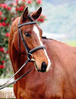 Sale on Behalf: Hartstone Equestrian